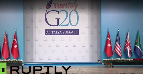 G20-ի ժամանակ կատուներն Օբամայից եւ Պուտինից երկու քայլ այն կողմ ծաղիկներն են հոտոտում