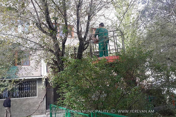 Ծառերի աշնանային էտը կիրականացվի սահմանված ժամանակացույցով (լուսանկարներ)