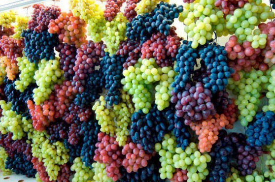 Մթերվել է 209 հազար տոննա խաղող