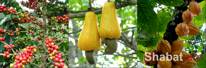 Ինչպիսի՞ տեսք ունեն մթերքները նախքան բերքագավաքը (լուսանկարներ)