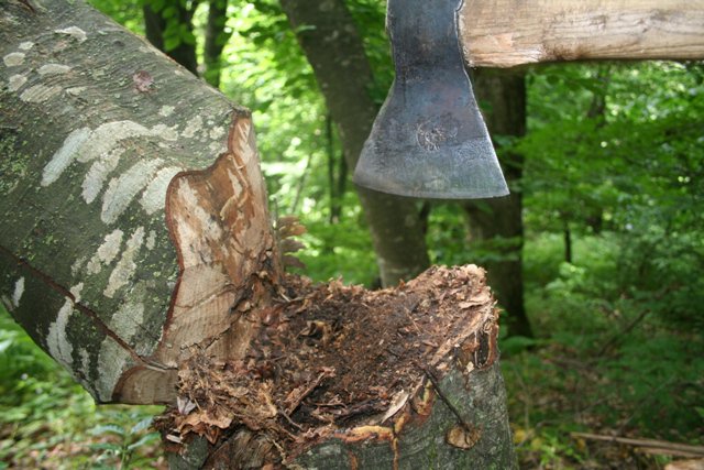 Ապօրինի անտառահատումների դեմ պայքարը շարունակվում է (ՏԵՍԱՆՅՈՒԹ)