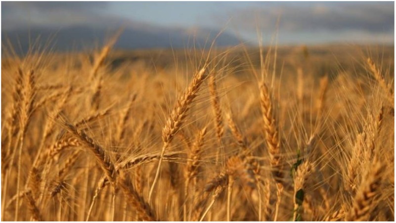 Փոխհատուցում՝ ցորենի ցանքատարածություններն ավելացնելու նպատակով. «Փաստ»