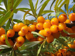 Չիչխանի օգտակար հատկությունները
