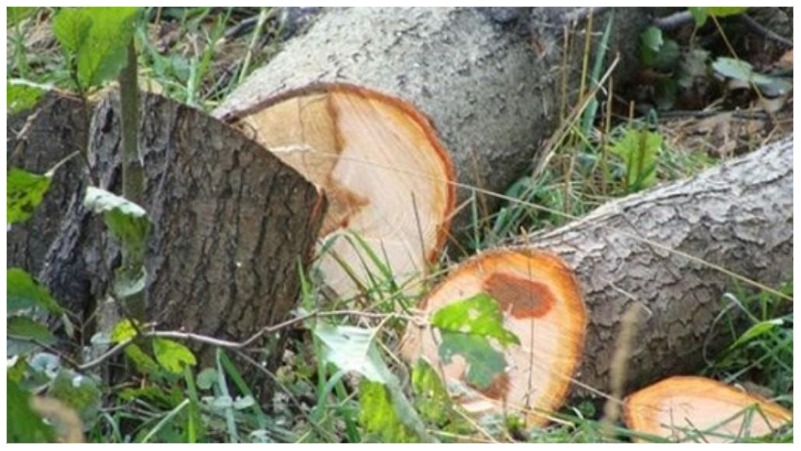 Ապօրինի ծառահատման դեպքեր են արձանագրվել