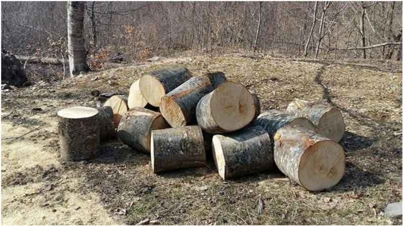 Ապօրինի ծառահատման հերթական դեպքն է արձանագրվել