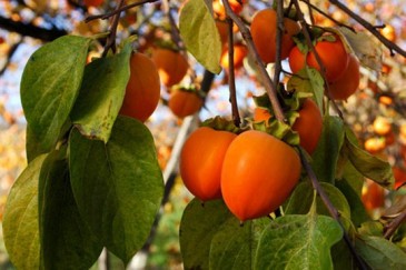 Արմավը՝ նիհարելու համար