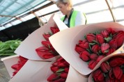 Վրաստանը կտրուկ ավելացրել է ծաղիկների ներմուծումը Հայաստանից